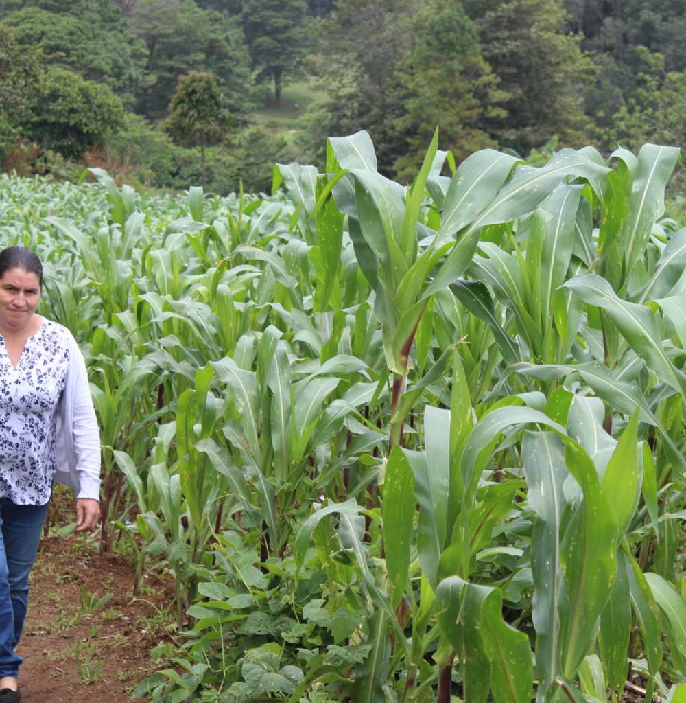 cultivo de maiz (doña graciela)